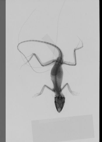 Media type: image;   Herpetology R-189310